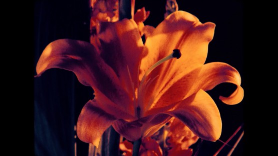 Global__Nuits Sonores_Into the noise