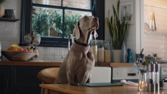 Carstairs_Peter_Jaguar_Pampered Pooch