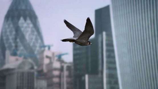 Hilland_Thomas_Samsung_Galaxy S Tab