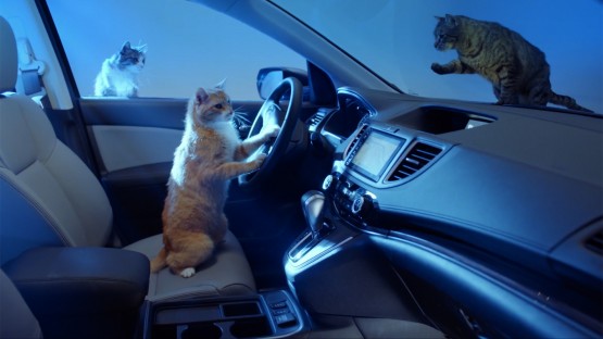 Eberhardt_Jared_Honda_Meow is the moment